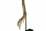 ' Mounted Dryosaurus Skeleton From Colorado - Largest Complete #132154-8